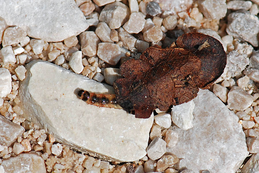 Bruco con il Camper, da id.